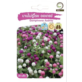 เมล็ดพันธุ์ ดอกไม้ บานไม่รู้โรย ออเดรย์ (Gomphrena Audray)