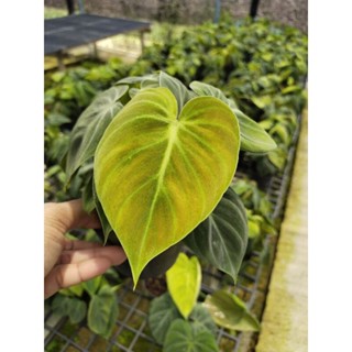 Philodendron El Choco Red ฟิโลเอลโชโค เรด ใบกำมะหยี หลังใบสีแดง