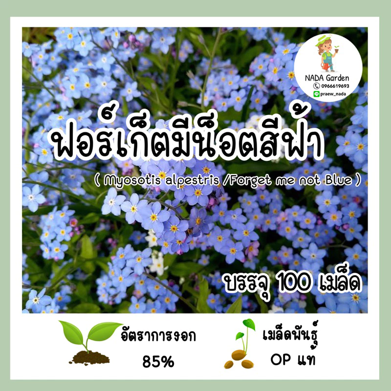 เมล็ดพันธุ์ ฟอร์เก็ตมีน็อตสีฟ้า ( Forget me not Blue ) บรรจุ 100เมล็ด สายพันธุ์แท้นำเข้าจากต่างประเทศ