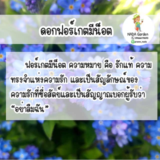เมล็ดพันธุ์ ฟอร์เก็ตมีน็อตสีฟ้า ( Forget me not Blue ) บรรจุ 100เมล็ด สายพันธุ์แท้นำเข้าจากต่างประเทศ