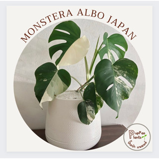 Monstera albo Japan 🇯🇵  ชุดใหม่ ( ไม้แรร์ หายาก ) ด่าง Halfmoon