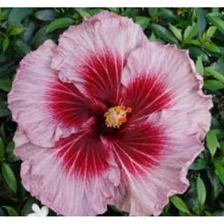 เมล็ดพันธุ์ชบาแคริบเบี้ยน เฮฟเว่น ออน เอิร์ธ(Heaven On Earth Caribbean Hibiscus Seed)บรรจุ 10 เมล็ด ของแท้ นำเข้าจาก