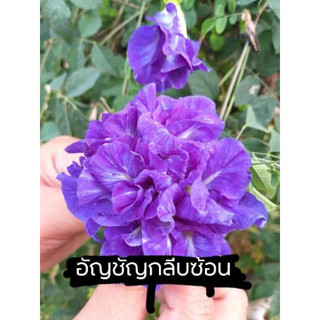 เมล็ดดอกอัญชันกลีบซ้อนสีม่วง30เมล็ด20บาท