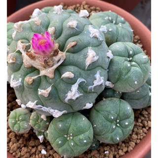 Lophophora jourdaniana