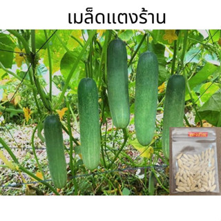 เมล็ดแตงร้าน (แบ่งขาย) ประมาณ 95 เมล็ด 10 แถม 1 แตงร้าน ลูกดก ผลยาว cucumber เมล็ดพันธุ์ผัก