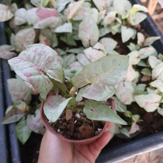 Syngonium milk confetti ไม้วางข้อรากเดินดี