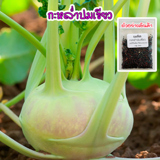 กะหล่ำปมสีเขียว โคราบี Green Kohlrabi นำเข้าจากต่างประเทศ ปลูกผัก สวนครัว พันธุ์แท้100% ปลูกต่อได้ (10 แถม1 คละได้)