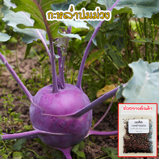 เมล็ดพันธุ์ กะหล่ำปมสีม่วง โคราบีม่วง  Kohlrabi Seed นำเข้าจากต่างประเทศ ปลูกผัก สวนครัว พันธุ์แท้100% ( 10 แถม1 คละได้)