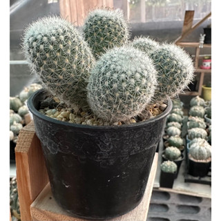 เข็มเงินฟอร์มกอ Mammilaria germinispina