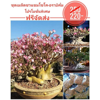 เมล็ดชวนชมยักษ์ ราชินีพันดอก,มงกุฎเพชร,นางพญาฯ จัดชุดขาย 3 รายการ อย่างละ 15 เมล็ด รวม 45 เมล็ด 220 บาท