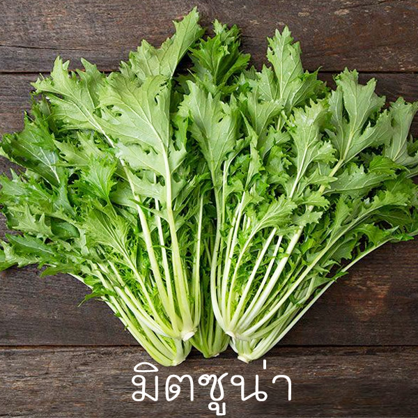 ผักสลัดญี่ปุ่น🎈มิตซูน่า📌ถูกที่สุด10บ.📌นำเข้าจากญี่ปุ่นแท้100%🌱เมล็ดพันธุ์มิตซูน่า50 เมล็ด ☘️ปลูกง่าย