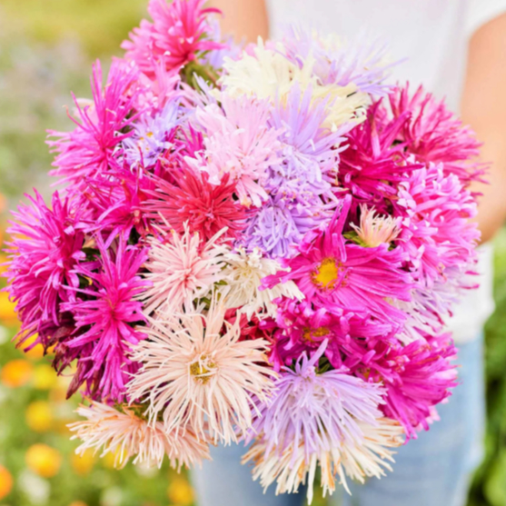 แอสเตอร์ ดอกเข็ม คละสี ถูกที่สุด10บ. เมล็ดพันธุ์แอสเตอร์ดอกเข็ม 50-300เมล็ด ปลูกง่าย ดอกใหญ่ สวยมาก