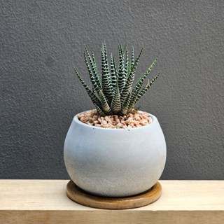 🦓 ต้นม้าลาย ( The Zebra Plant ) พร้อมกระถางปูน3"นิ้ว+จานรองไม้+หินเกล็ด/popper