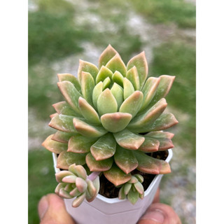 ECHEVERIA MARKUS (มากัส) ไม้อวบนำ้ น่ารักๆ กระถาง 2นิ้ว