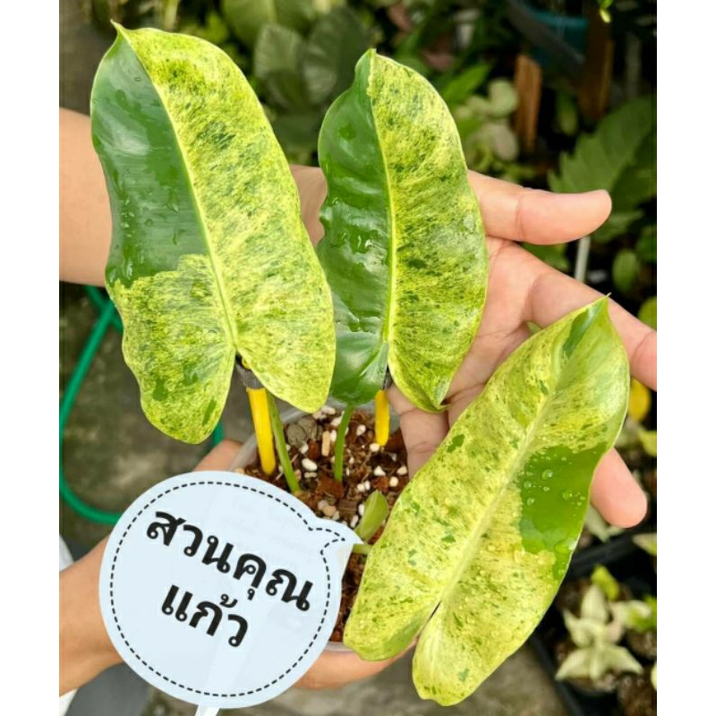 Philodendron burle marx mint #เบอร์มาร์คมิ้น