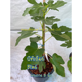 ต้นมะเดื่อฝรั่ง บีทีเอ็ม6(ญี่ปุ่น) ดกมาก หวานหอม ส่งทั้งกระถาง 6”/btm6 figs tree 6”potted