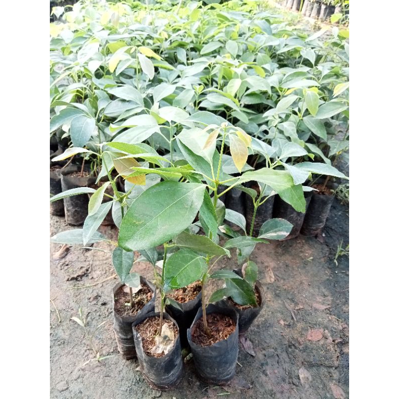 ต้นการบูร (เพาะเม็ด) 🌿ไม้หอมมากประโยชน์ ไม้ยืนต้นขนาดใหญ่ทุกส่วนมีกลิ่นหอม การบูรคือผลึกสีขาวที่แทรกอยู่ในเนื้อไม้
