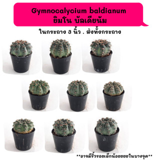 GT014 Gymnocalycium baldianum ยิมโน บัลเดียนัม ไม้เมล็ด แคคตัส กระบองเพชร  กุหลาบหิน  succulent