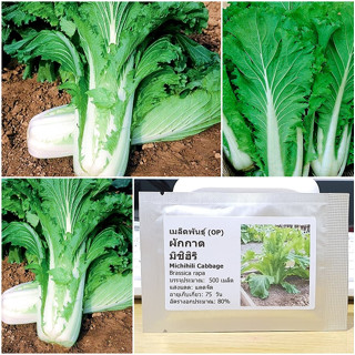 เมล็ดพันธุ์ ผักกาด มิชิฮิริ (Michihili Cabbage Seed) บรรจุ 500 บาท คุณภาพดี ของแท้ 100%