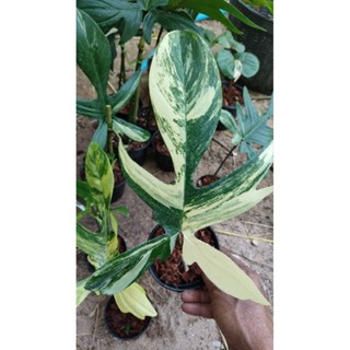 ก้ามกุ้งด่าง (Philodendron Forida Beauty Variegated)