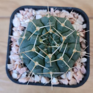 ยิมโนออคโช [Gymnocalycium Ochoterenae] ยิมโนหนามสวย น่าสะสม