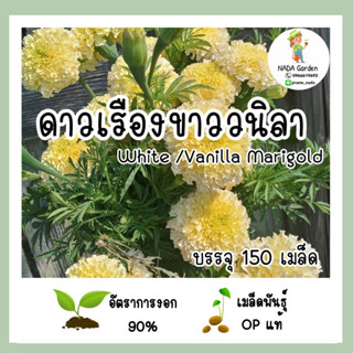 เมล็ดพันธุ์ ดาวเรืองขาววนิลา ( White Marigold ) บรรจุ 150 เมล็ด เมล็ดพันธุ์OPแท้ อัตราการงอกสูง 🌱