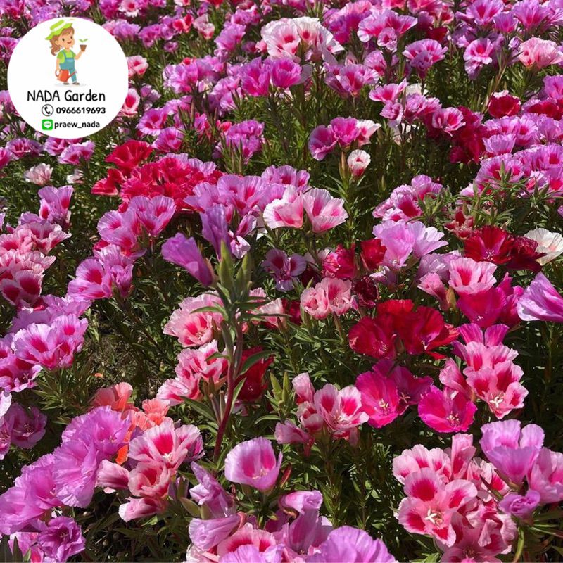 เมล็ดพันธุ์ ดอกคลาเกีย ( Godetia/Clarkia Amoena ) คละสี 250 เมล็ด สายพันธุ์แท้100% - รูปที่ 4