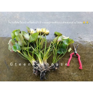 บัวฝรั่งแม็กซีกาน่าแคระ1ชุดมี3ต้น (2ต้นแถม1ต้น)สีเหลืองสวยดอกเล็กน่ารักมาแล้วจ้า ปลูกในที่ขนาดเล็กใหญ่ก็ดี