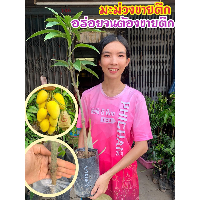 #ต้นมะม่วงขายตึก พันธุ์แท้ 100%อร่อยจนต้องขายตึก (ต้นใหญ่ถุง4คูณ10นิ้ว) เสียบยอดสูงราว60-70ซให้ผลไว1ปี ของดีเมืองแปดริ้ว