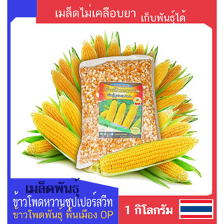 เมล็ดพันธุ์ข้าวโพดหวาน Sweet Corn seeds พันธุ์ซุปเปอร์สวีท พันธุ์ OP พื้นเมือง