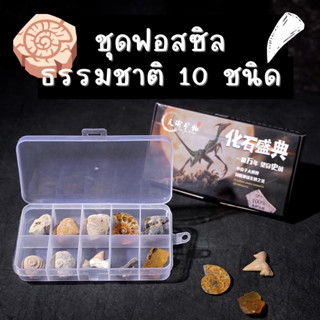 ฟอสซิลธรรมชาติ 10 ชนิด ขุดฟอสซิล ฟันปลาฉลาม ซากหอย สังเกต ซากหอย