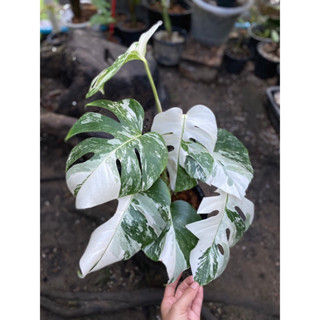 Monstera albo Holland 🌱 (มอนสเตอร่า อัลโบ้ ฮอลแลนด์ )