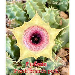 เก๋งจีน Huernia Pink Lips Pranburi Hybrid *กิ่งเด็ดสด* แคคตัส ไม้อวบน้ำ Cactus and Succulent