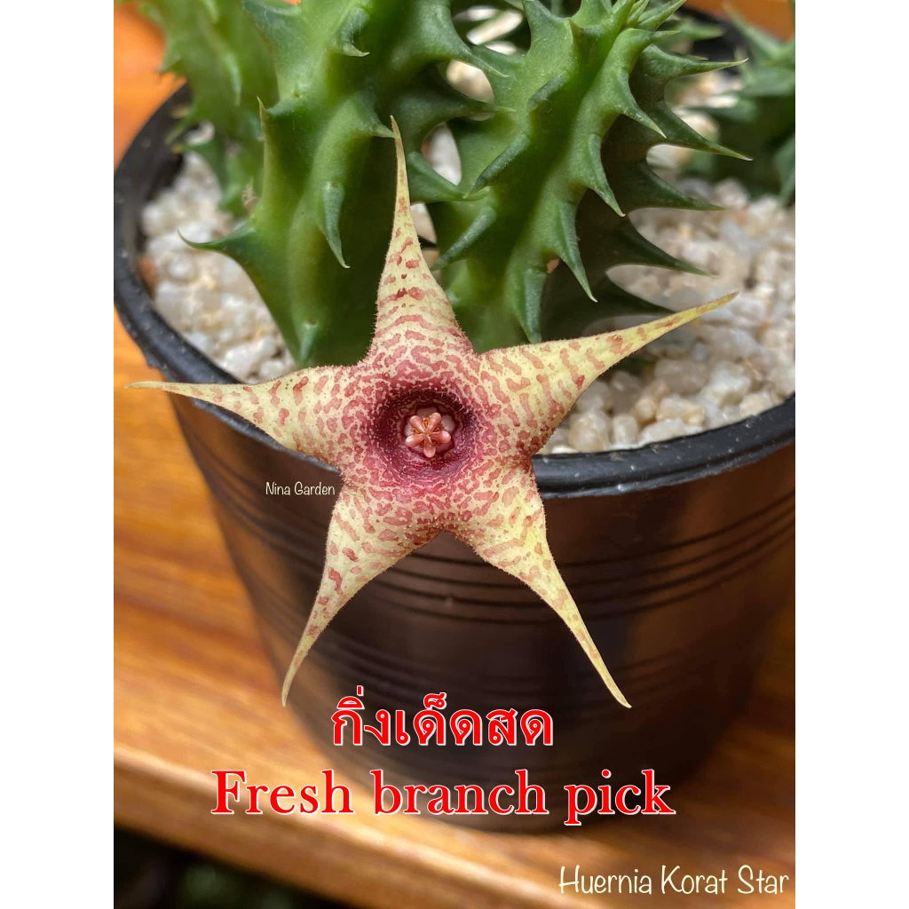 เก๋งจีน Huernia Korat Star *กิ่งเด็ดสด* แคคตัส ไม้อวบน้ำ Cactus and Succulent