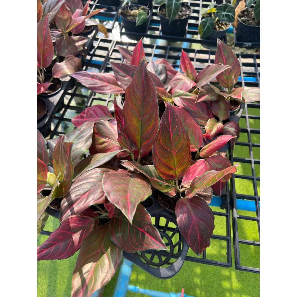 มุมมอง 4