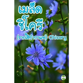 เมล็ด ชิโครี (รากใช้ทำกาแฟ)-Chicory 50เมล็ด  เมล็ดพันธุ์แท้ นำเข้าจากต่างประเทศ