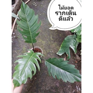 ฟิโลเดนดรอน พิณนาคด่าง philodendron caramel mable V. น้องด่างน้อย แต่ด่างทุกใบ ตัดจากแม่ด่างสวย ได้ต้นตามภาพ