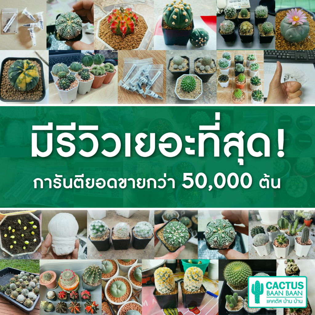 แคคตัส กระบองเพชร เริ่มต้น 20 บาท [ส่งทั้งกระถาง] ซื้อ 10 ฟรี 1 ต้น!!! ราคา ถูกที่สุด ดีลบีเคเค แกลเลอรีภาพที่ 6
