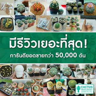 แคคตัส กระบองเพชร สำหรับมือใหม่ พร้อมส่ง [ส่งทั้งกระถาง] ซื้อ 10 ฟรี 1 ต้น!!!