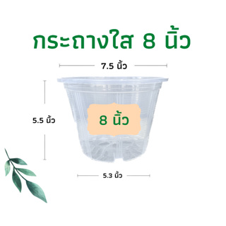 กระถางใส 8 นิ้ว กระถางต้นไม้พลาสติก กระถางส่องราก กระถางต้นไม้ กระถางแคตตัส ราคาส่ง