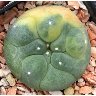 💕💖 ตัวตึงมาจ๊ะ ใครรอตัวนี้อยู่รีบFน้า พามาแบ่ง1ต้นถ้วน🐷🐽🐷เจ้าเปาด่าง Lophophora Fricii variegata ฟริซิไอด่างหน้าอ้วน🐽สวย