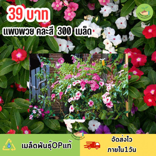 เมล็ดพันธุ์ดอกแพงพวยคละสี บรรจุ 300 เมล็ด