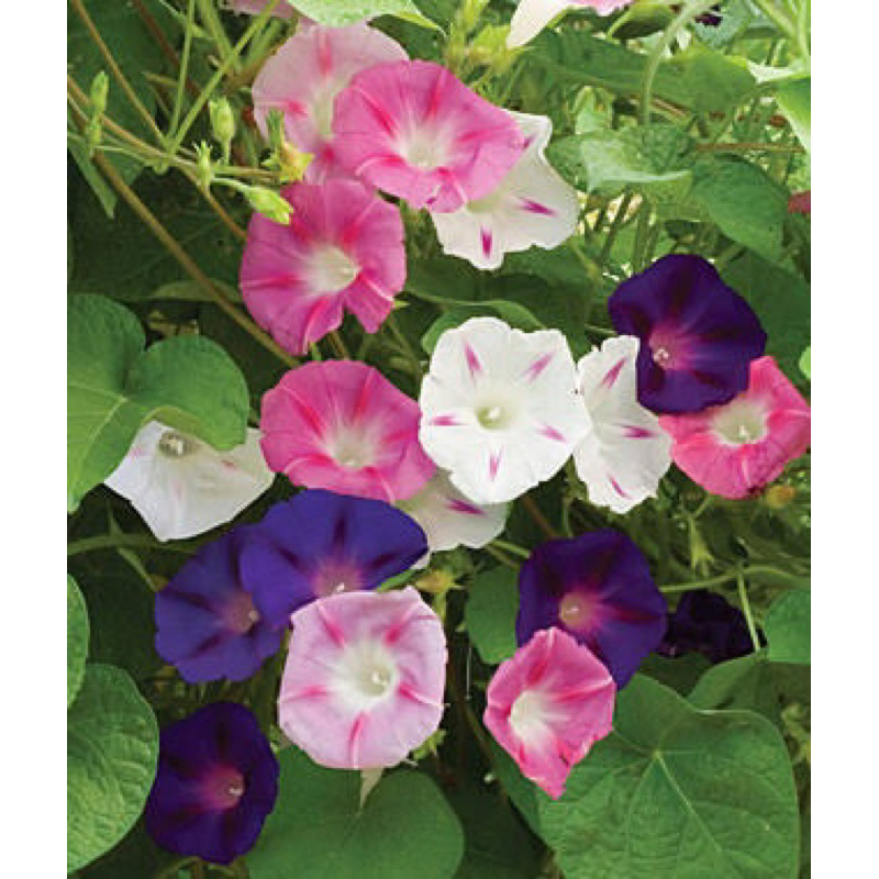 มอนิ่งกลอรี่ 100 เมล็ด คละสีสวย - รูปที่ 5