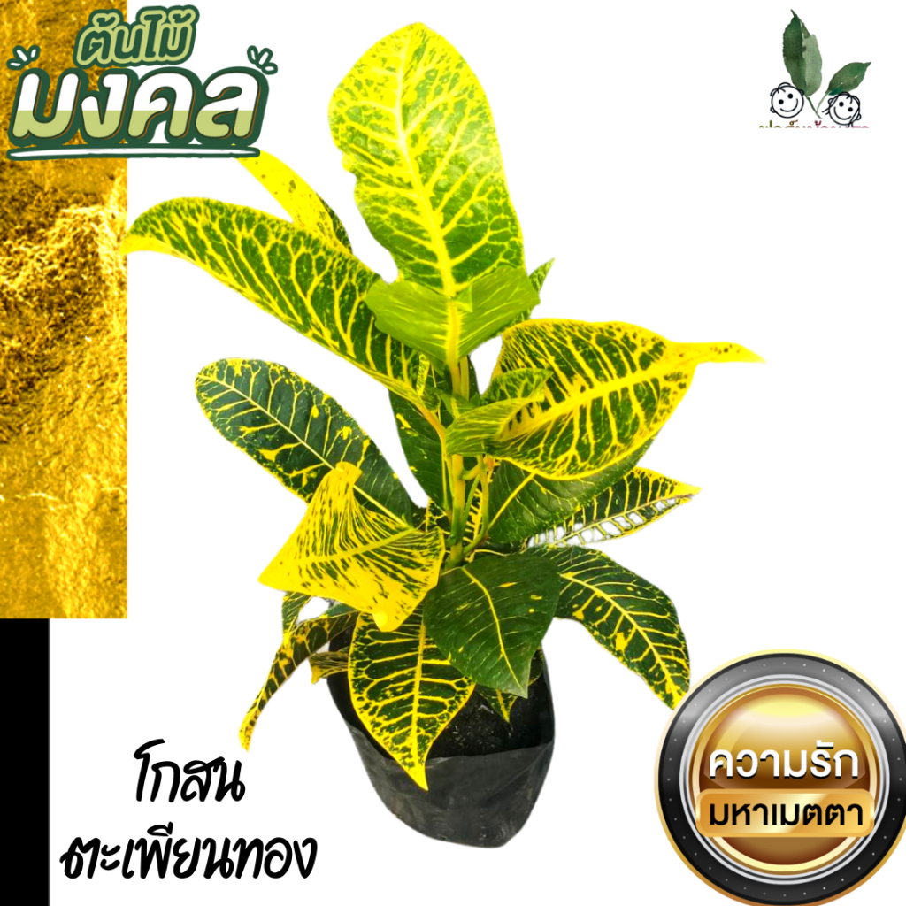 ต้นโกศล โกสน ต้นไม้มงคล โกศล (Croton) ร่มเย็นเป็นสุข (โกสนตะเพียนทอง) ต้นไม้ ต้นใหญ่ ใบสวย ไม้มงคล โ