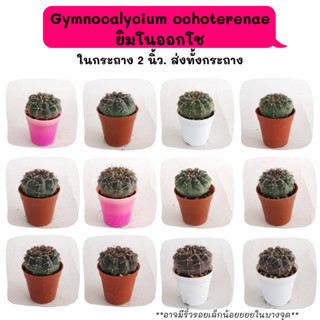 GT023 Gymnocalycium ochoterenae ยิมโนออกโช ไม้เมล็ด cactus กระบองเพชร แคคตัส กุหลาบหิน พืชอวบน้ำ