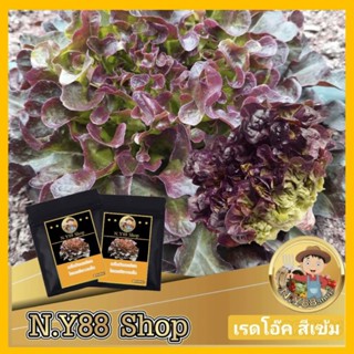 5แถม1เมล็ดพันธุ์เรดโอ๊ค สีเข้ม พรีเมี่ยม 100-150เมล็ด เมล็ดพันธุ์สลัดเรดโอ๊ค เมล็ดพันธุ์ผักสวนครัว เมล็ดผักต่างประเทศ