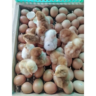 ไข่เชื้อไก่ไข่เชต5ฟอง มีโรดแดง,โรดขาว,ไฮบริด,ไวท์เล็กฮอร์น(เลือดร้อย),ไวท์เล็กฮอร์นผสมโรดขาว