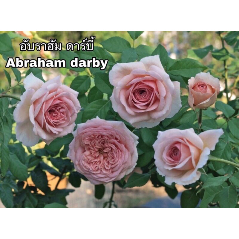 กุหลาบเลื้อย-อับราฮัม ดาร์บี้ “Abraham Darby”  สีส้มอมชมพู หอมแรงกลิ่นผลไม้รวม