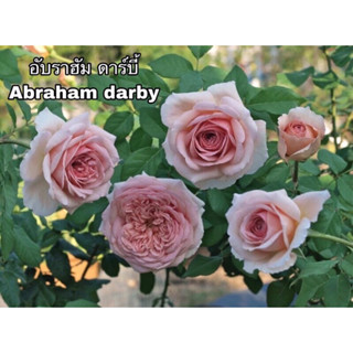 กุหลาบ - อับราฮัม ดาร์บี้ Abraham Darby  หอมๆ