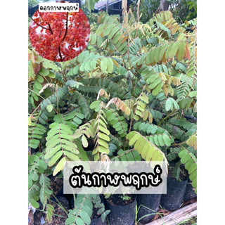 ต้นกาฬพฤกษ์ สูง50-60ซม. ไม้ประจำจังหวัดบุรีรัมย์